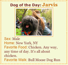 jarvis, dogster's dog of the day