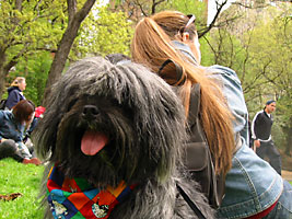 Jarvis at Dogswalk Against Cancer